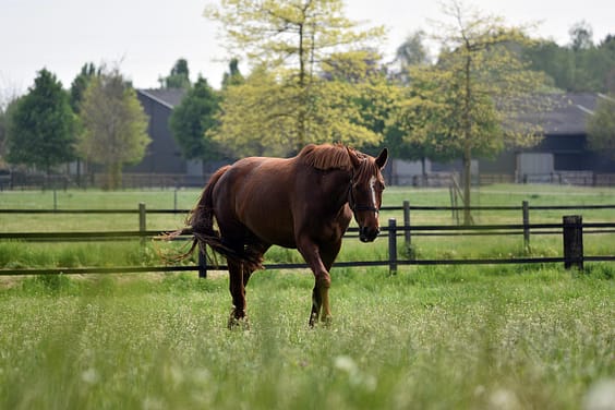 approach-img animal, horse, mammal, meadow, pasture, landscape, fence, tail, mane, nature, equine, species, fauna