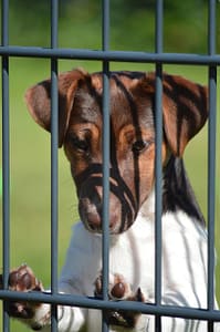 services-02 dog, animal, pooch, nature, domestic animal, backyard, pet, garden fence, fence, faithful look, companion, friend, cute, sad, behind barriers, bars