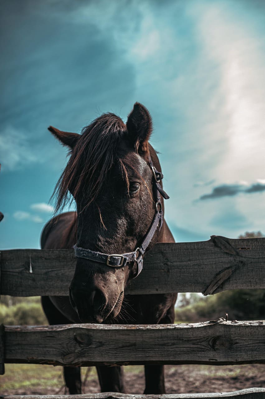 impact-img horse, animal, mammal, equine, farm, ranch, fence, nature, closeup